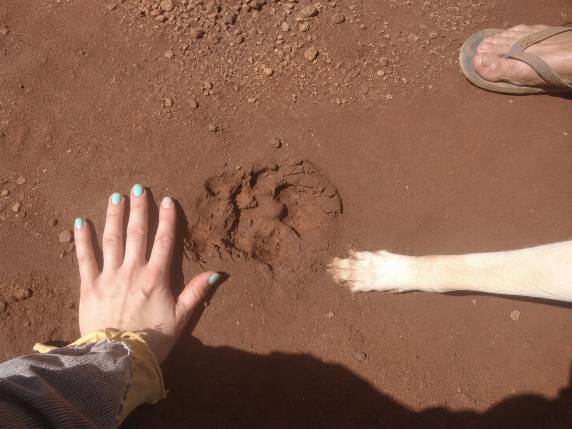 Pegada de grandes proporções encontrada no interior de Novo Machado desperta curiosidade e levanta hipóteses sobre a possível presença de um animal silvestre de grande porte na região às margens do Rio Uruguai.